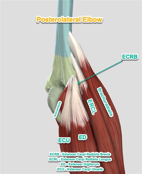 Elbow Anatomy Sport Med School