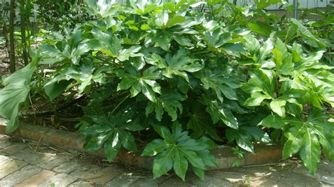 It is evergreen in san antonio and is heat and drought tolerant. Fatsia Japonica