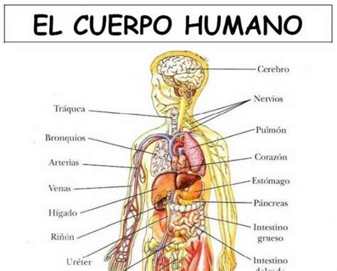 32 Best Espanol El Cuerpo Y La Salud Images On Pinterest The Human