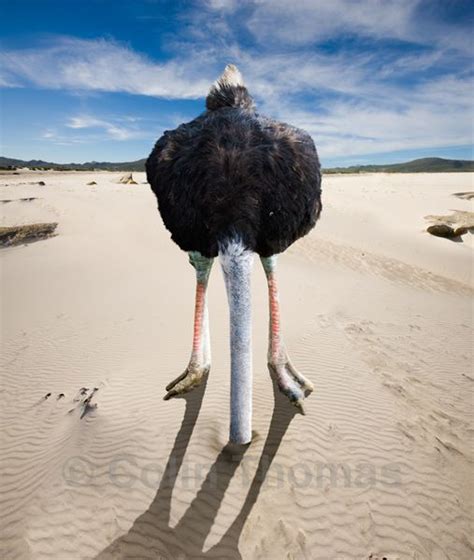 Ostrich Head Head In The Sand Ostriches