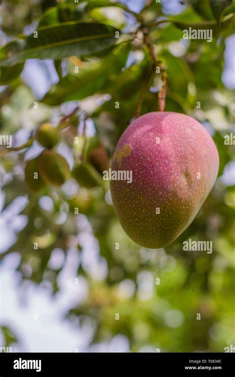 Ripe Big Mango On A Tree A Healthy Sweet And Juicy Asian Tropical Fruit