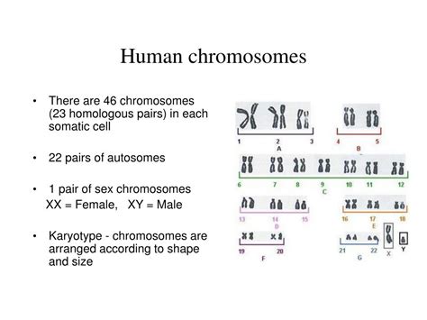 What do you think a chromosomal disorder is? 14.1 Human Chromosomes Key : Chapter 14 Study Workbook ...