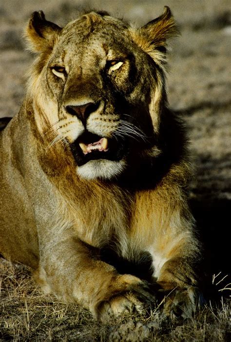Lion King Foto And Bild Africa Eastern Africa Kenya Bilder Auf