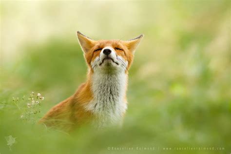 Wildlife Of Foxes Fubiz Media