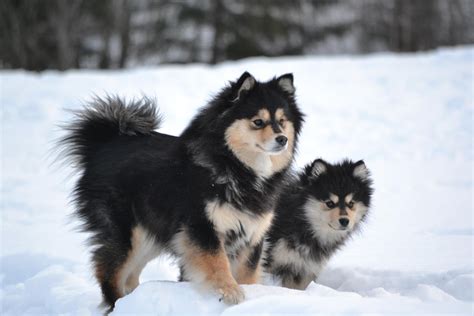 finnish lapphund info temperament puppies pictures