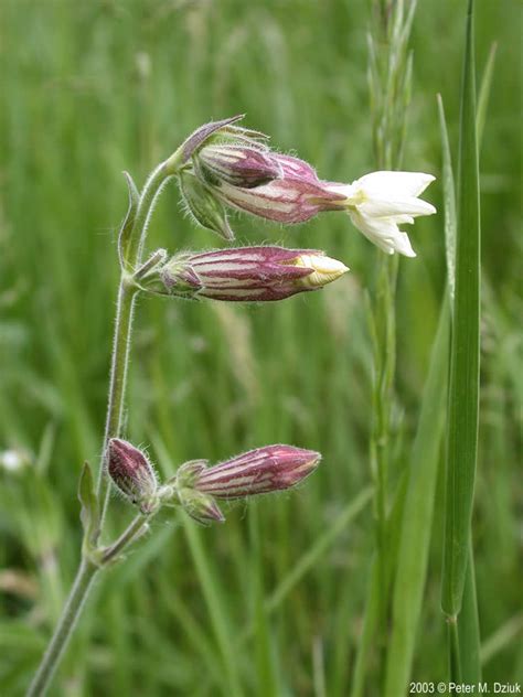 Silene Latifolia White Campion Minnesota Wildflowers