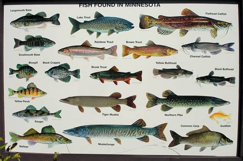 Minnetonkascenes Minnesota Fish Dnr State Fair Sign