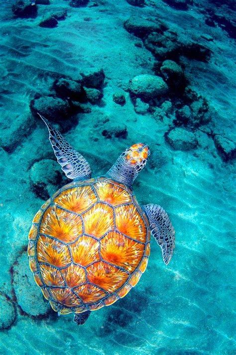 Awesome Turtle Shell Animals Beautiful Turtle Ocean