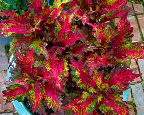 Indian summer wow, have things changed! Donald's Organic Texas Garden: 04/20/12