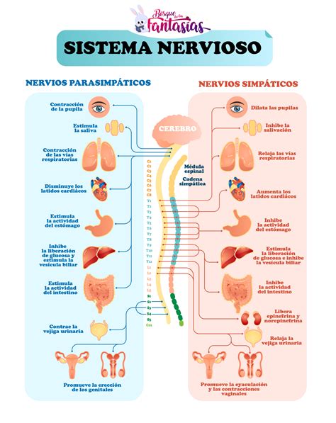 Como Esta Dividido El Sistema Nervioso Colección