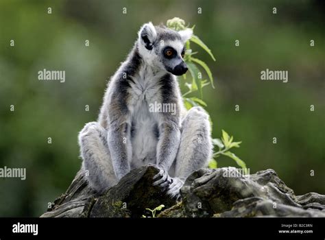 Ring Tailed Lemur Lemur Catta Berenty Game Reserve Madagascar Stock