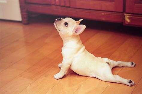 12 Funny Photos Of Dogs Doing Yoga Poses