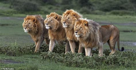 Stunning Images Of Lions In Africa Showcase Work Of 10 Photographers