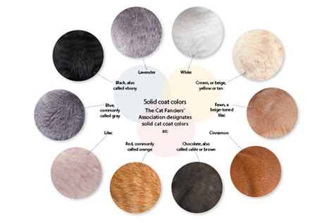 A cat's fur can change color, but its pattern will not alter. The Fascinating Facts Behind Cat Colors - Catster