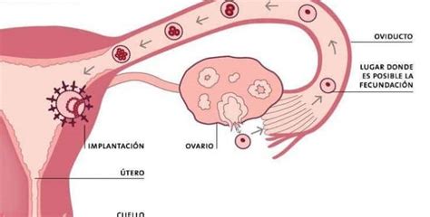 Ovulación ¿qué Es La Ovulacion Descubre Como Sucede