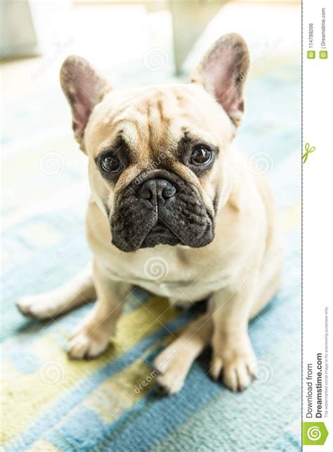 The Always Cute French Bulldog Stock Photo Image Of Happy Bulldogs