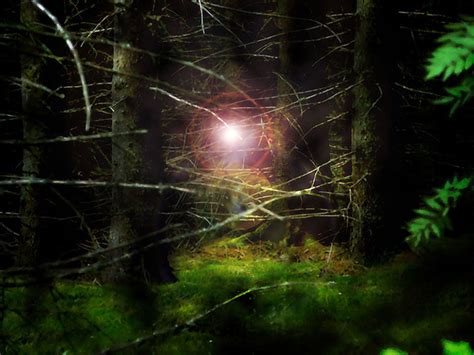 Magic Forest Free Stock Photo Public Domain Pictures