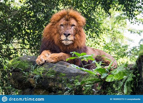 The Lion Waiting In Stones Stock Photo Image Of Lion 182892272