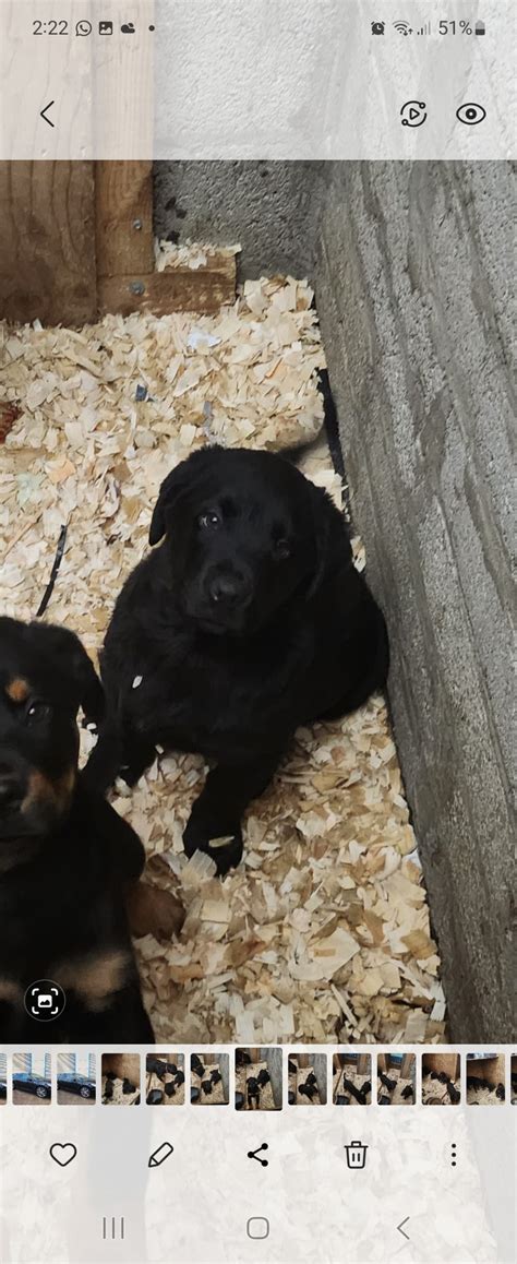 New Rottland Pups Dogs For Sale Ireland