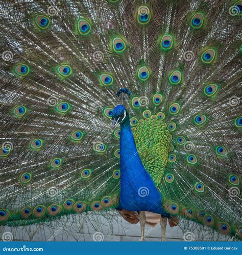 Peacock Feathers On The Open Tail Stock Image Image Of Nature Full