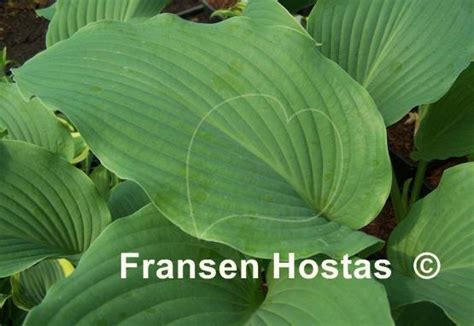 Hosta Coal Miner Fransen Hostas