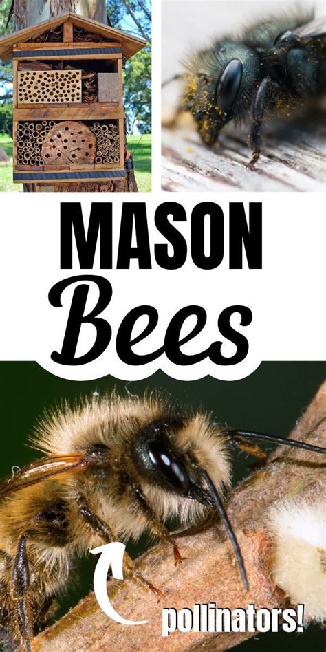 How To Attract Mason Bees To Your Garden And Why Youd Want To