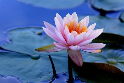 Water Lily K Wallpaper Hd Wallpaper Background Images And Photos Finder