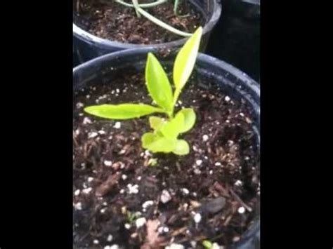 How do you germinate seeds indoors? How To Grow Fruit Trees From Seeds - YouTube