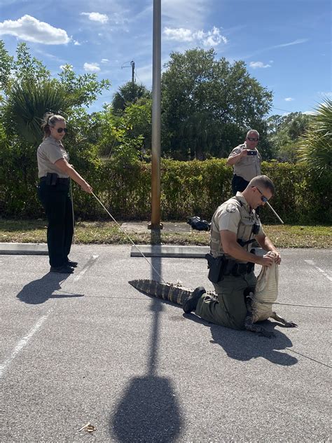 Lee Sheriff Carmine Marceno On Twitter GATOR CHASE Deputies Responded To Lee Blvd Today