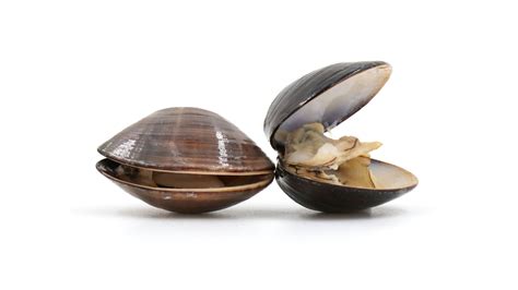 Do You Really Have To Soak Clams