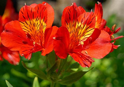 How Often Should Mums Be Watered - Warren County Agriculture