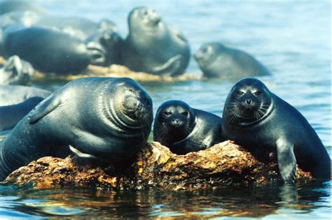 Baikal Seals Postcard From Marina In Irkutsk Russia Kids Pages Sea