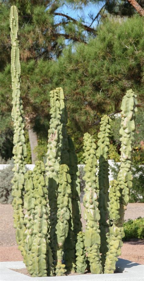 Cactus Tipos Cuidados Y Características Casa Web