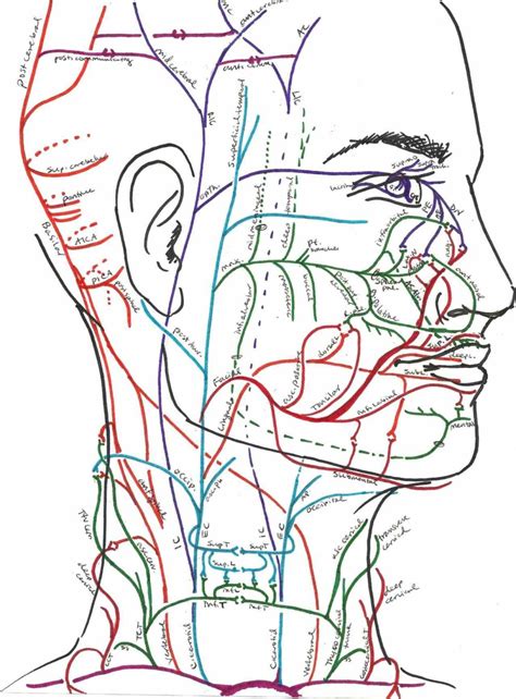 This article looks at the anatomy of the back, including bones, muscles, and nerves. for human head illustrations and vector art related ...