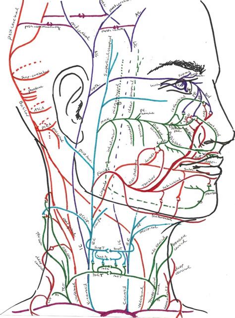 Learn everything about the neck anatomy with this topic page. for human head illustrations and vector art related ...