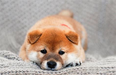 Generally the average shiba inu costs around $754 to purchase. How Much Do Shiba Inu Puppies Cost? - My First Shiba Inu