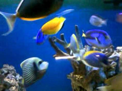 Dan jika anda ingin memilih jenis angelfish air asin yang tepat, maka … ikan hias laut - YouTube