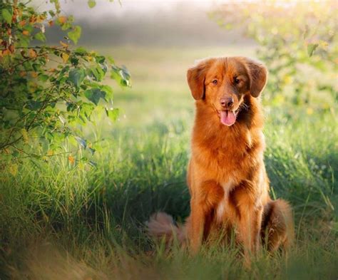 15 Amazing Facts About Nova Scotia Duck Tolling Retrievers You Probably