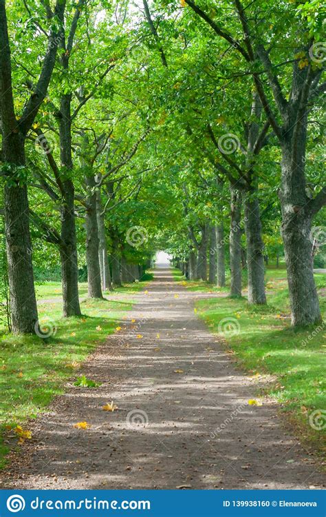 Green Alley With Trees Is In The Park At Summer Stock Photo Image Of