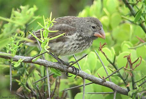 People interested in cactus finch also searched for. Galapagos - Quest Nature Tours