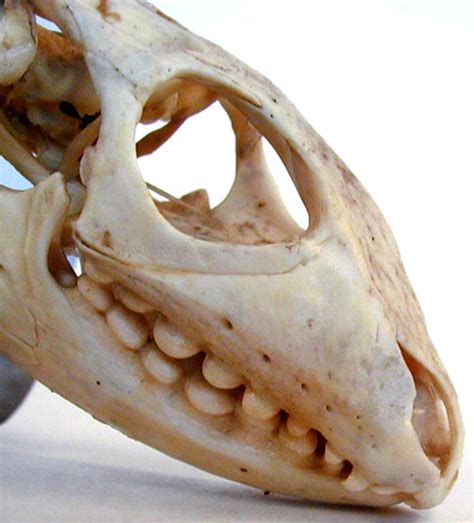 Biology 453 Specialized Teeth And Skull Images