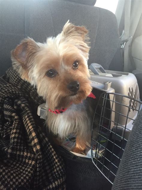 (charlotte) hide this posting restore restore this posting. Yorkshire Terrier Puppies For Sale | Charlotte, NC #329204