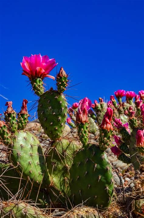 Flowering Cactus Plants Pink Flowers Of Opuntia Polyacantha In