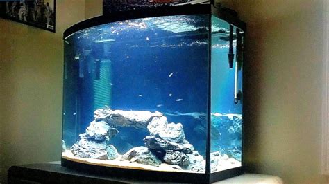 Marineland 38 Gallon Bowfront Rescape Youtube