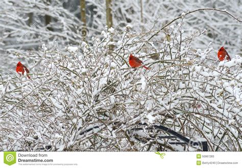 Three Red Male Cardinals Perch In Snowy Bush Stock Image Image Of