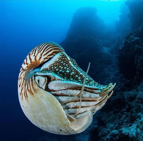 Nautilus Underwater Sea Sea Creatures Animals