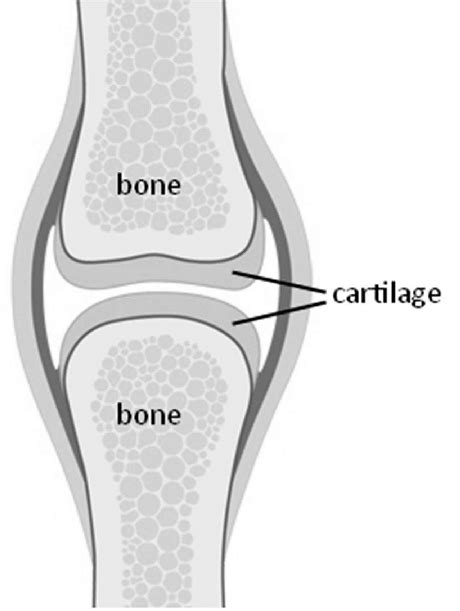 1 Joint With Bone And Cartilage Download Scientific Diagram
