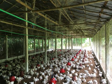 bangladesh one health poultry hub
