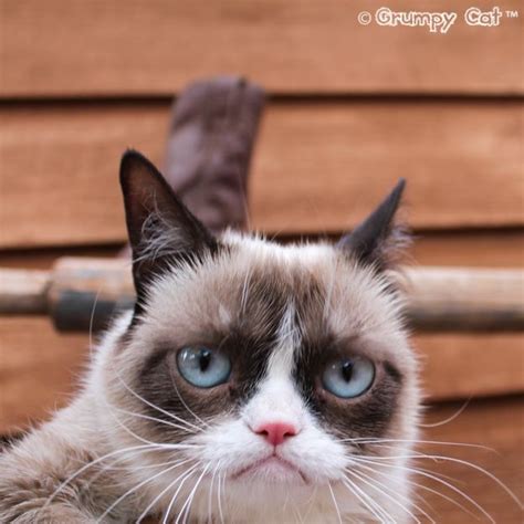 Grumpy Cat™ The Internets Grumpiest Cat With Images Grumpy Cat Grumpy Cat Humor