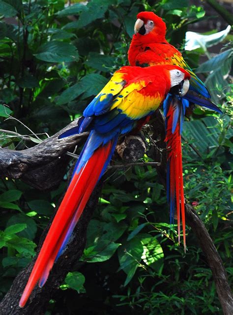 Ara Macao Two Scarlet Macaws The Scarlet Macaw Can Live Up To 75